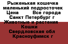 Рыженькая кошечка маленький подросточек › Цена ­ 10 - Все города, Санкт-Петербург г. Животные и растения » Кошки   . Свердловская обл.,Красноуфимск г.